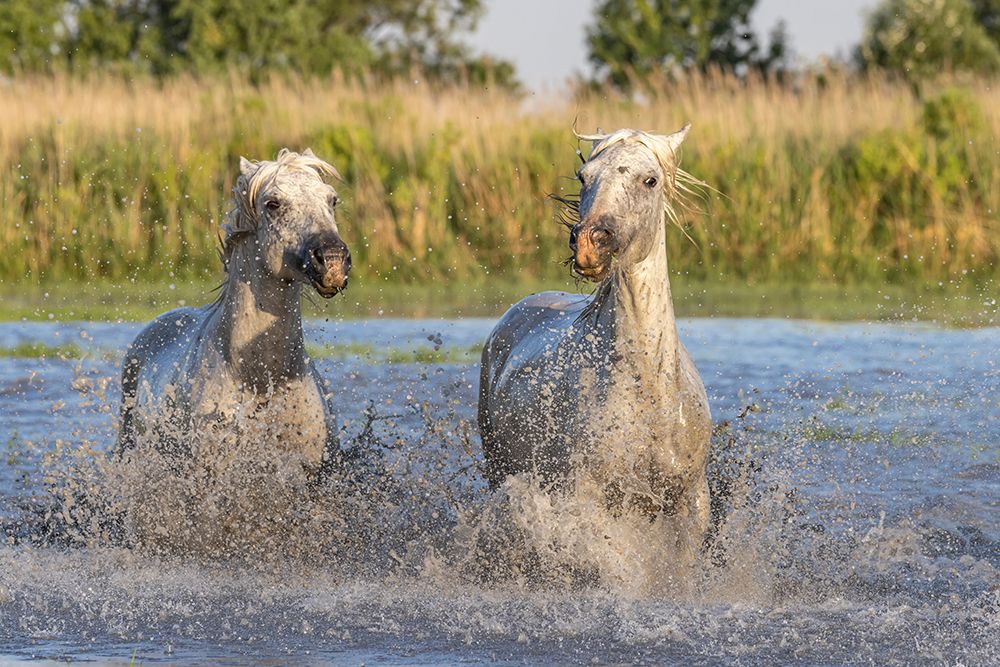 Provence-Alpes-Cote dAzur-France Horses running through the marshes in the Camargue art print by Emily M. Wilson for $57.95 CAD