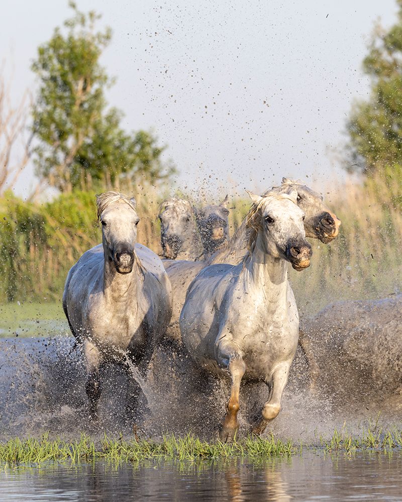 Provence-Alpes-Cote dAzur-France Horses running through the marshes in the Camargue art print by Emily M. Wilson for $57.95 CAD