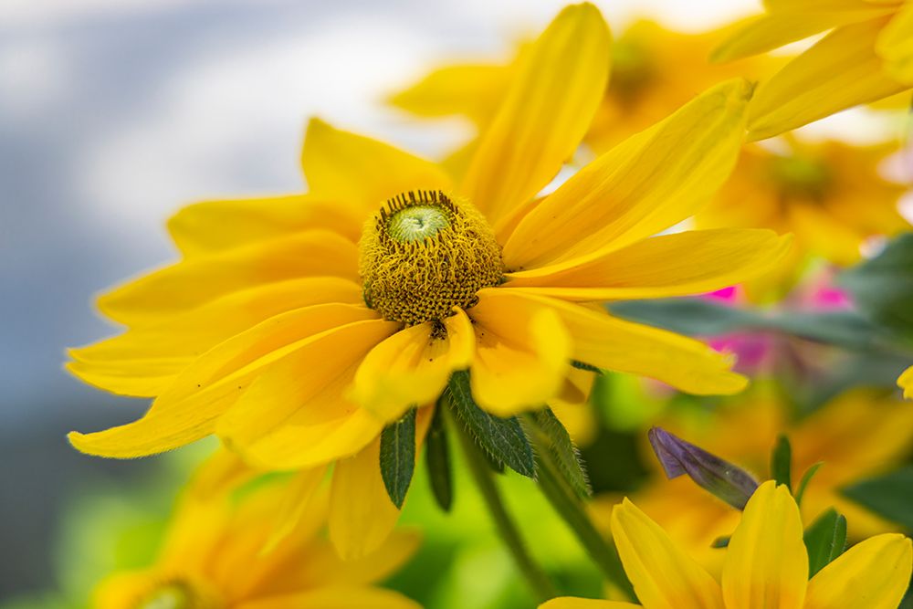 Provence-Alpes-Cote dAzur-France Beautiful yellow flower in southern France art print by Emily M. Wilson for $57.95 CAD