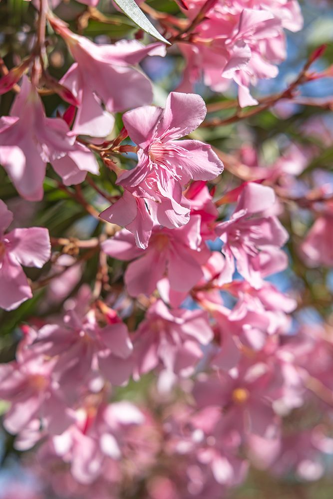 Provence-Alpes-Cote dAzur-France Pink flowering tree in the south of France art print by Emily M. Wilson for $57.95 CAD