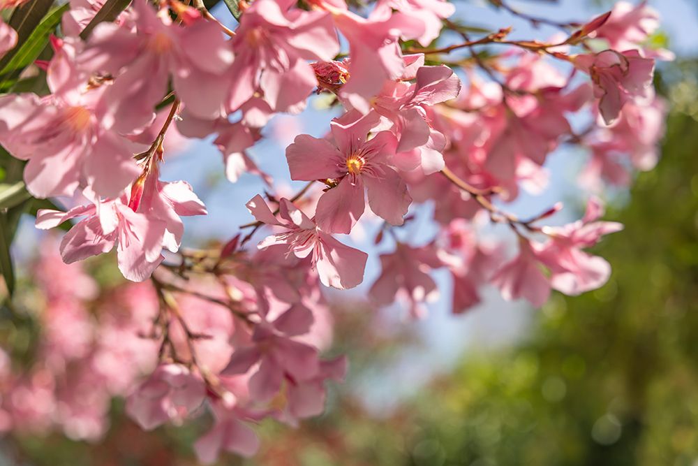 Provence-Alpes-Cote dAzur-France Pink flowering tree in the south of France art print by Emily M. Wilson for $57.95 CAD