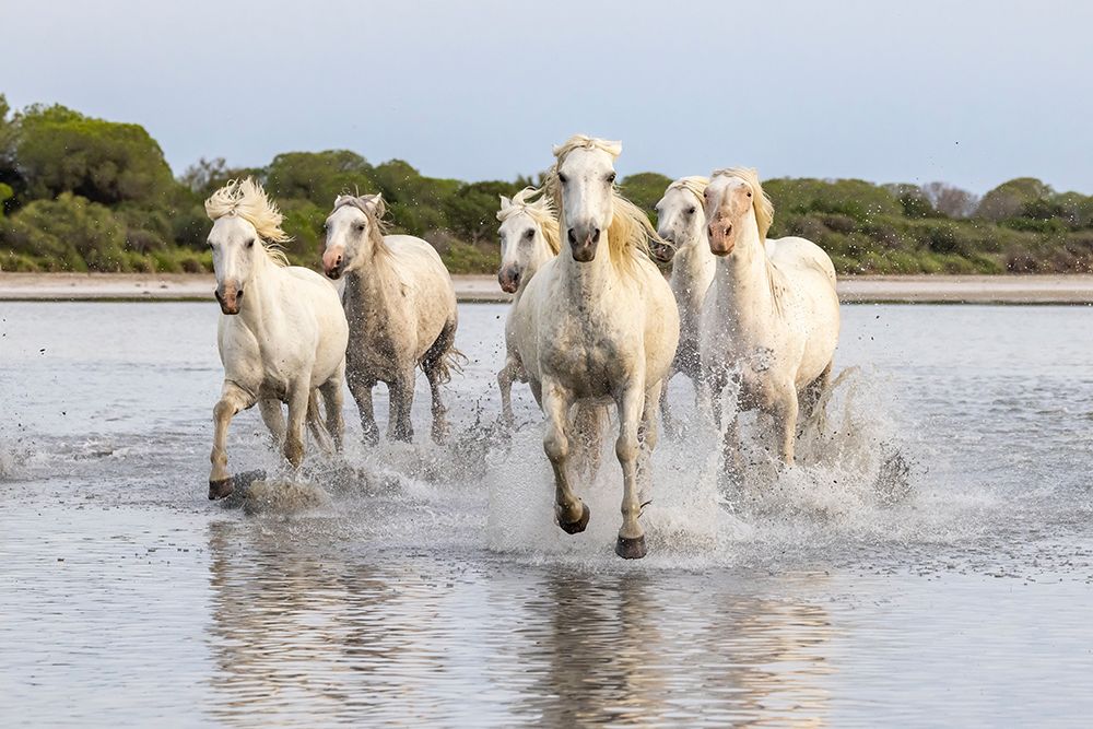 Provence-Alpes-Cote dAzur-France Herd of horses running through the marshes of the Camargue art print by Emily M. Wilson for $57.95 CAD
