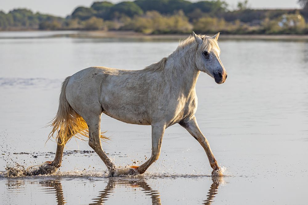 Provence-Alpes-Cote dAzur-France Horse running through the marshes of the Camargue art print by Emily M. Wilson for $57.95 CAD