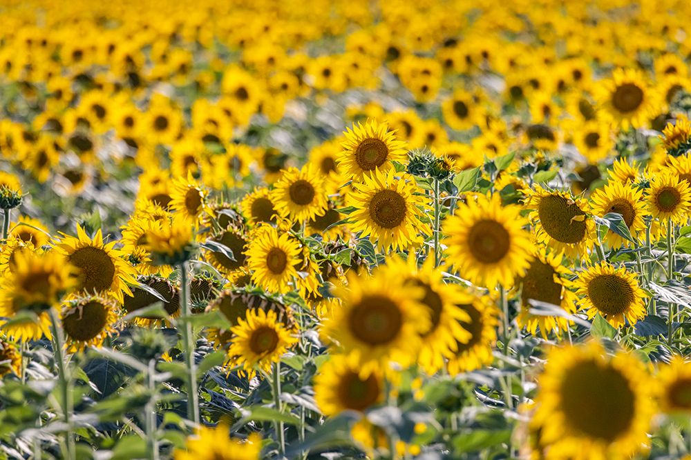 Camargue Nord-Arles Provence-Alpes-Cote dAzur-France Field of sunflowers in Provence art print by Emily M. Wilson for $57.95 CAD