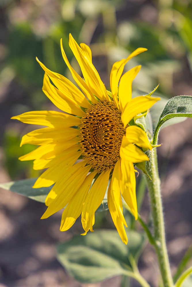 Camargue Nord-Arles Provence-Alpes-Cote dAzur-France Sunflower in a field in Provence art print by Emily M. Wilson for $57.95 CAD