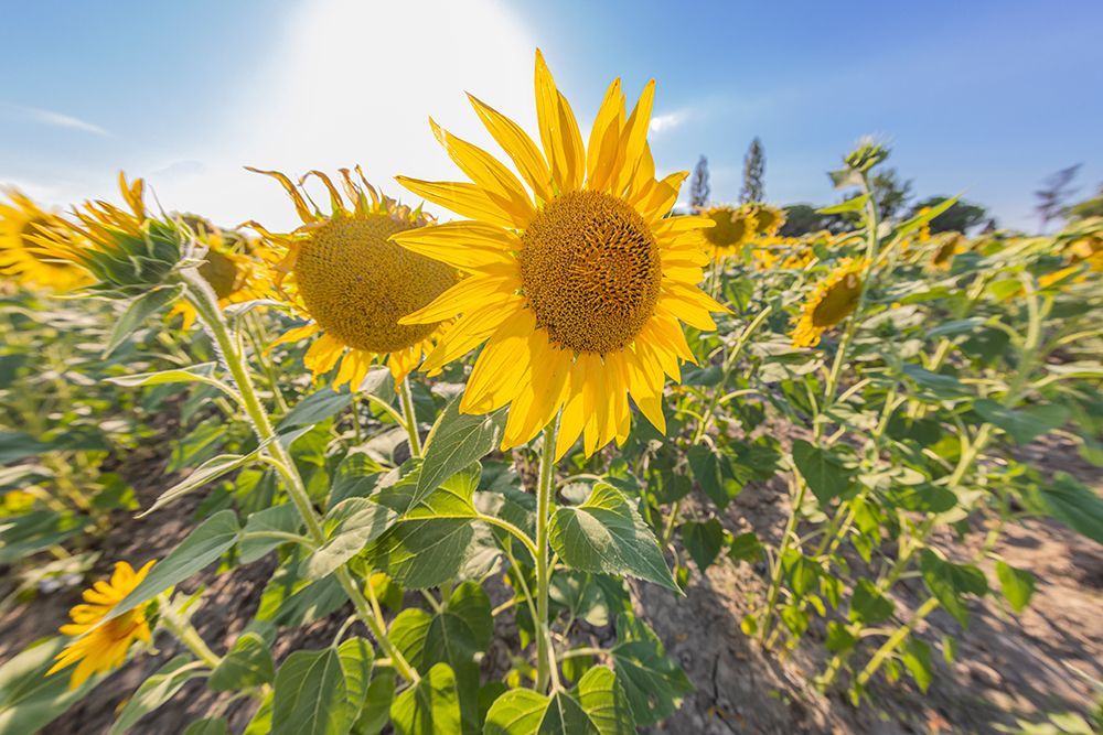 Camargue Nord-Arles Provence-Alpes-Cote dAzur-France Field of sunflowers in Provence art print by Emily M. Wilson for $57.95 CAD