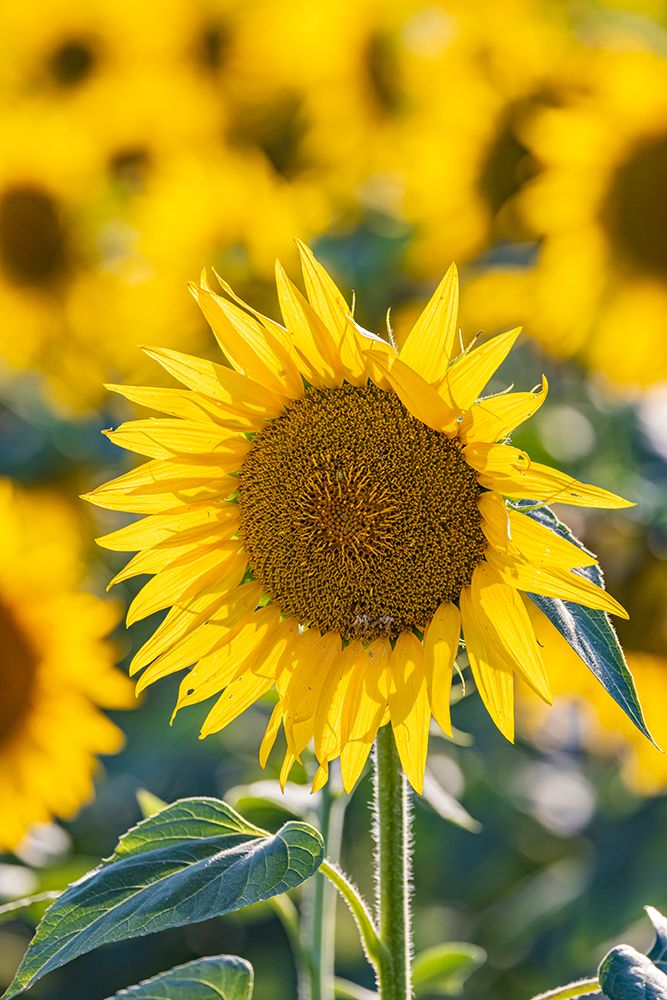 Camargue Nord-Arles Provence-Alpes-Cote dAzur-France Field of sunflowers in Provence art print by Emily M. Wilson for $57.95 CAD