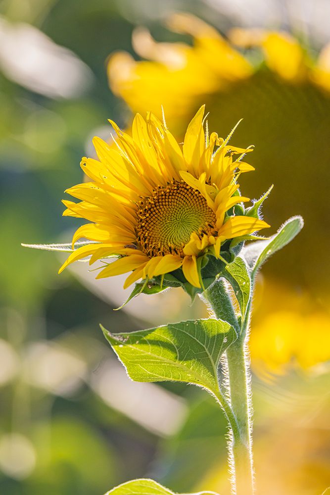 Camargue Nord-Arles Provence-Alpes-Cote dAzur-France Field of sunflowers in Provence art print by Emily M. Wilson for $57.95 CAD