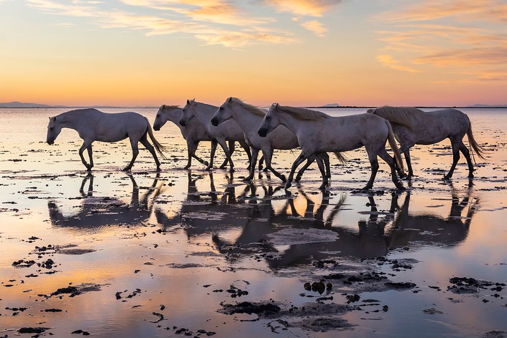Provence-Alpes-Cote dAzur-France Herd of Camargue horses in the marshes at dawn art print by Emily M. Wilson for $57.95 CAD