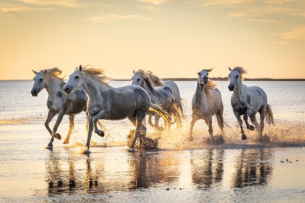 Provence-Alpes-Cote dAzur-France Camargue horses running through water at sunrise art print by Emily M. Wilson for $57.95 CAD