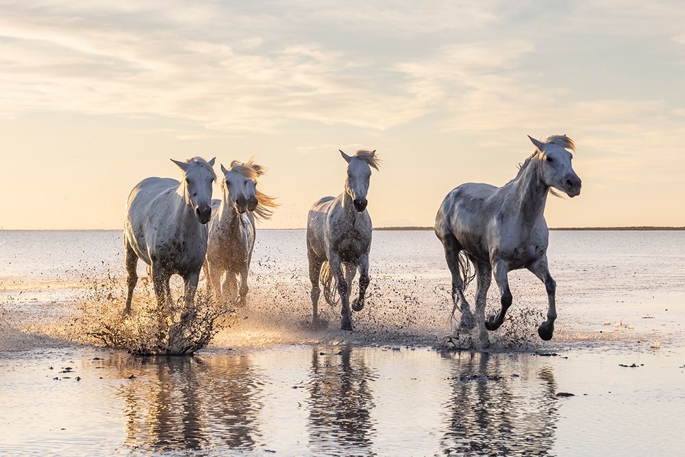 Provence-Alpes-Cote dAzur-France Camargue horses running through water at sunrise art print by Emily M. Wilson for $57.95 CAD