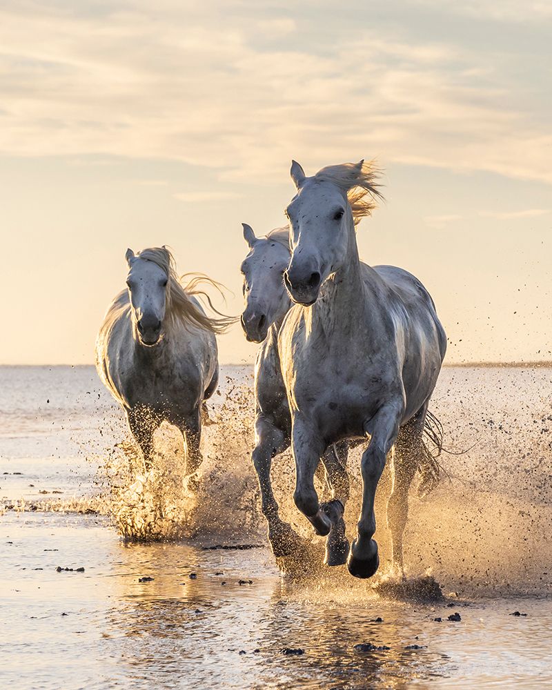 Provence-Alpes-Cote dAzur-France Camargue horses running through water at sunrise art print by Emily M. Wilson for $57.95 CAD