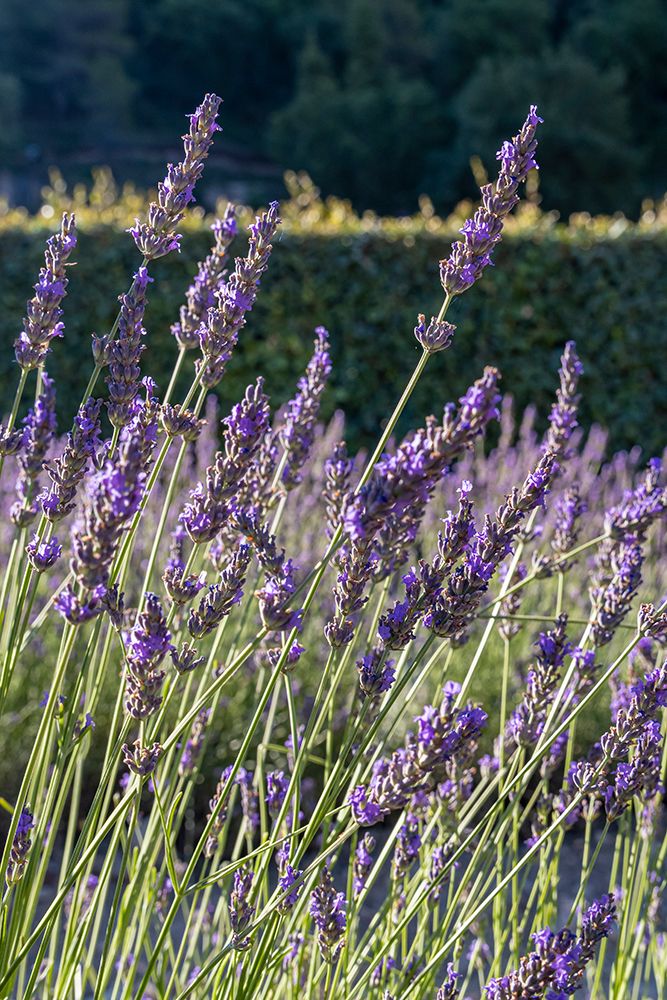 Gordes-Vaucluse-Provence-Alpes-Cote dAzur-France Lavender at the Senanque Abbey in Provence art print by Emily M. Wilson for $57.95 CAD