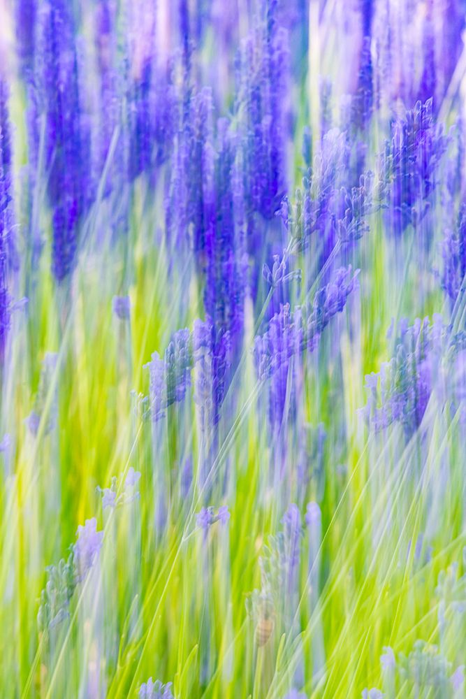 Aurel-Vaucluse-Alpes-Cote dAzur-France Motion blur view of a lavender field art print by Emily M. Wilson for $57.95 CAD