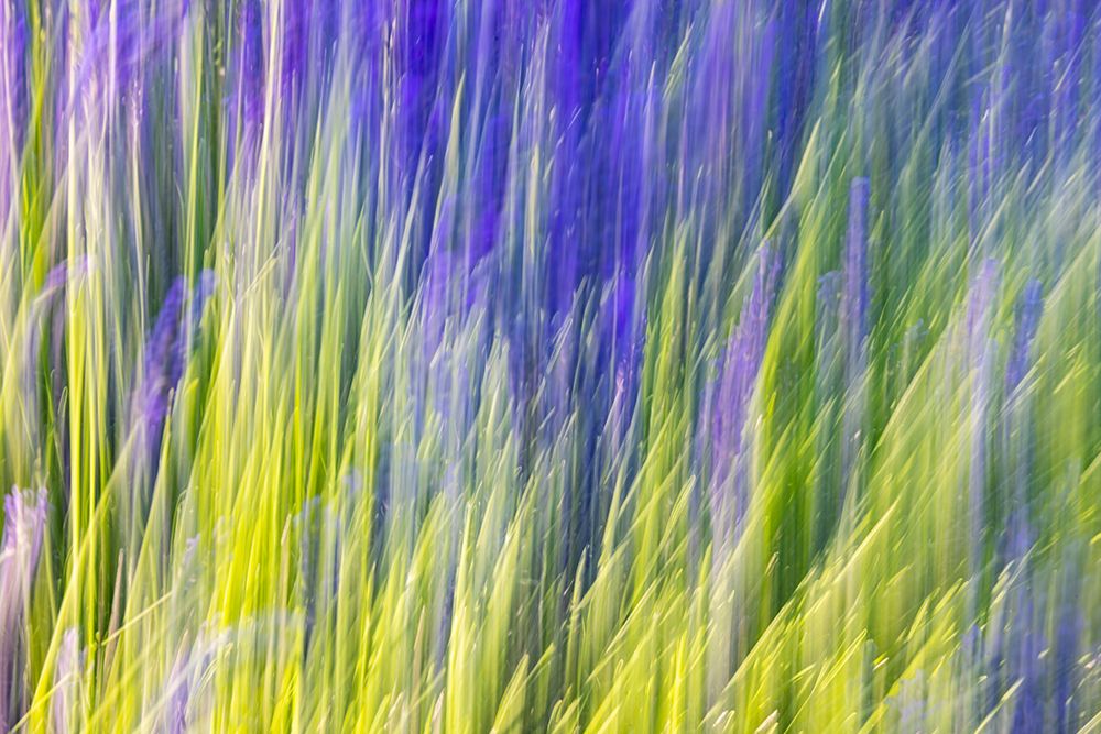 Aurel-Vaucluse-Alpes-Cote dAzur-France Motion blur view of a lavender field art print by Emily M. Wilson for $57.95 CAD