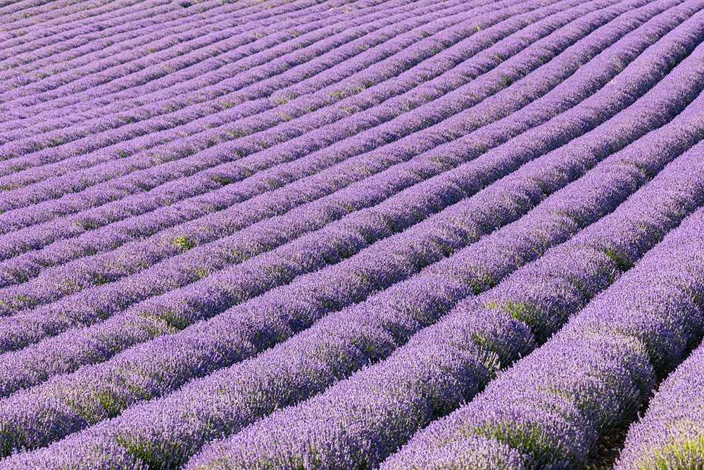 Aurel-Vaucluse-Alpes-Cote dAzur-France Rows of lavender growing in southern France art print by Emily M. Wilson for $57.95 CAD