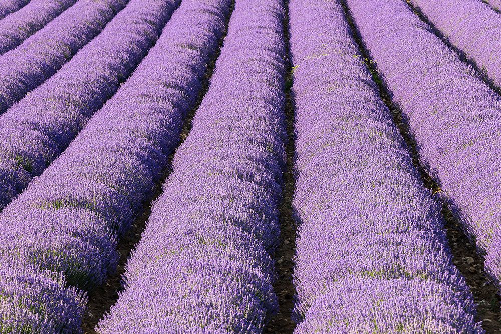 Aurel-Vaucluse-Alpes-Cote dAzur-France Rows of lavender growing in southern France art print by Emily M. Wilson for $57.95 CAD