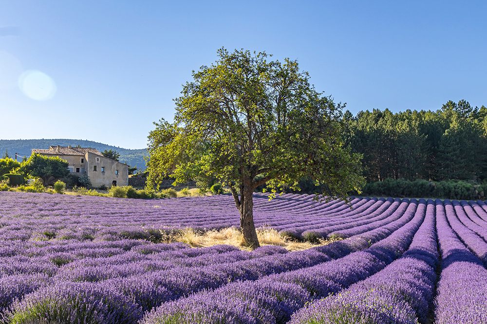 Aurel-Vaucluse-Alpes-Cote dAzur-France Tree growing in a lavender field art print by Emily M. Wilson for $57.95 CAD