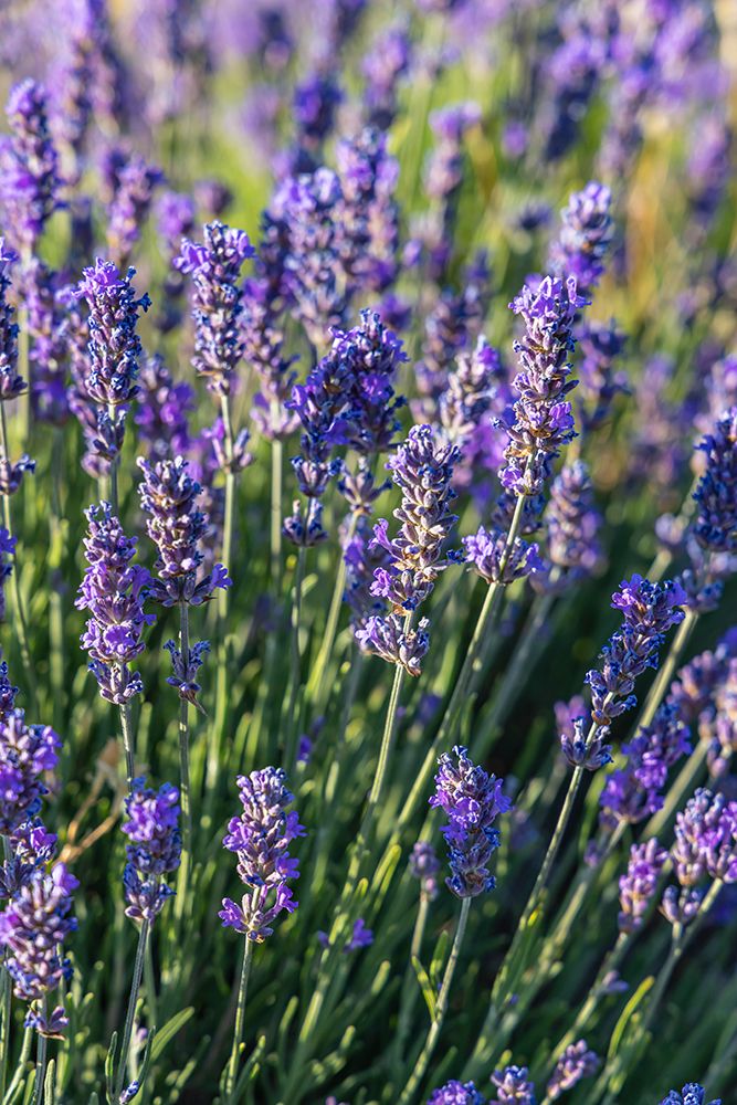 Ferrassieres-Auvergne-Rhone-Alpes-France Close up of lavender growing in the south of France art print by Emily M. Wilson for $57.95 CAD