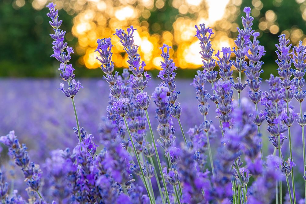 Vaucluse-Provence-Alpes-Cote dAzur-France Close up of lavender growing in the south of France art print by Emily M. Wilson for $57.95 CAD