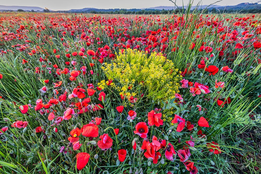 Provincial poppies-France art print by John Ford for $57.95 CAD