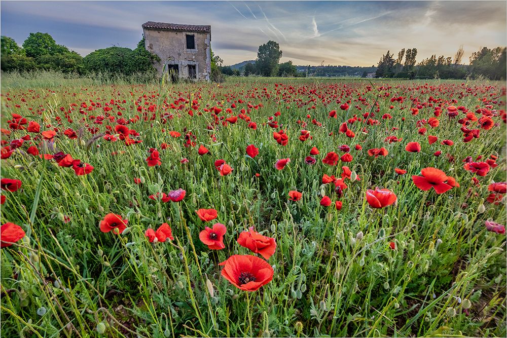 Provincial poppies-France art print by John Ford for $57.95 CAD