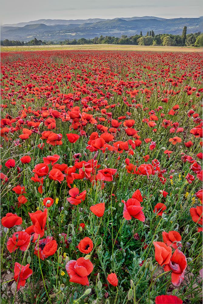 Provincial poppies-France art print by John Ford for $57.95 CAD