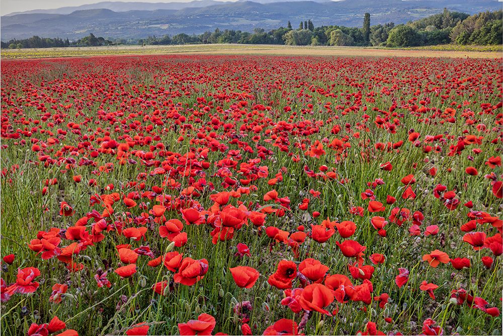 Provincial poppies-France art print by John Ford for $57.95 CAD