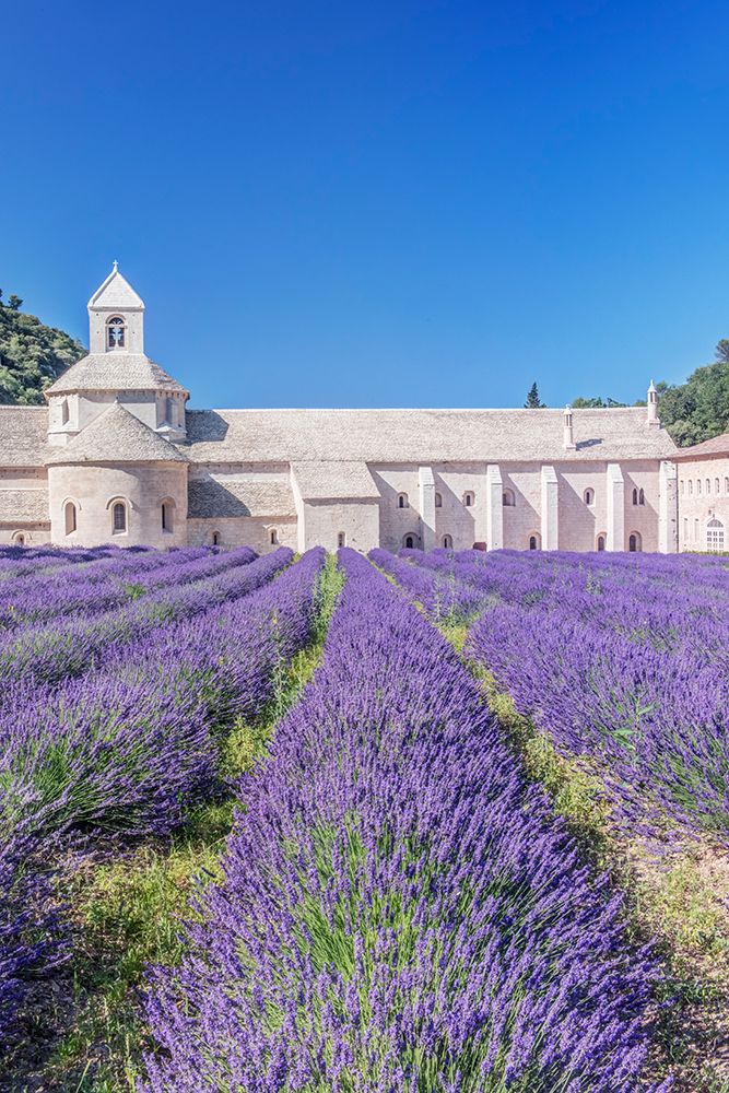 France, Provence, Gordes. Abbey of Our Lady of Senanque (Abbey Notre-Dame de Senanque) art print by Rob Tilley for $57.95 CAD