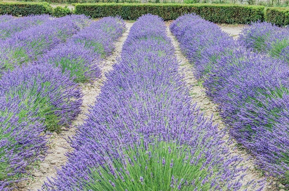 France, Provence. Lavender field near Gordes art print by Rob Tilley for $57.95 CAD