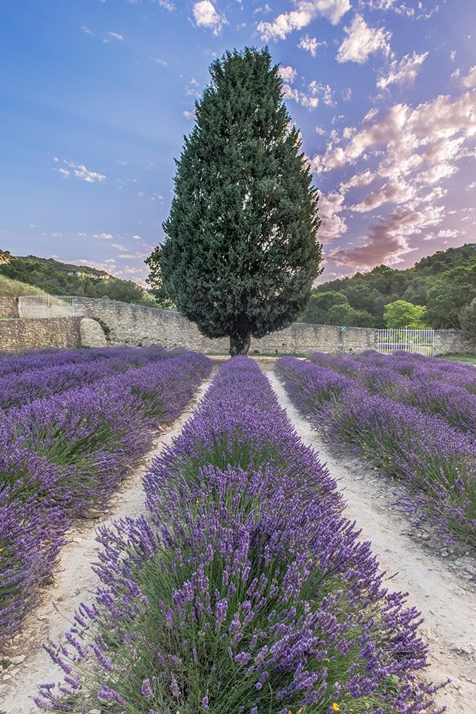 France, Provence. Lavender field near Gordes art print by Rob Tilley for $57.95 CAD