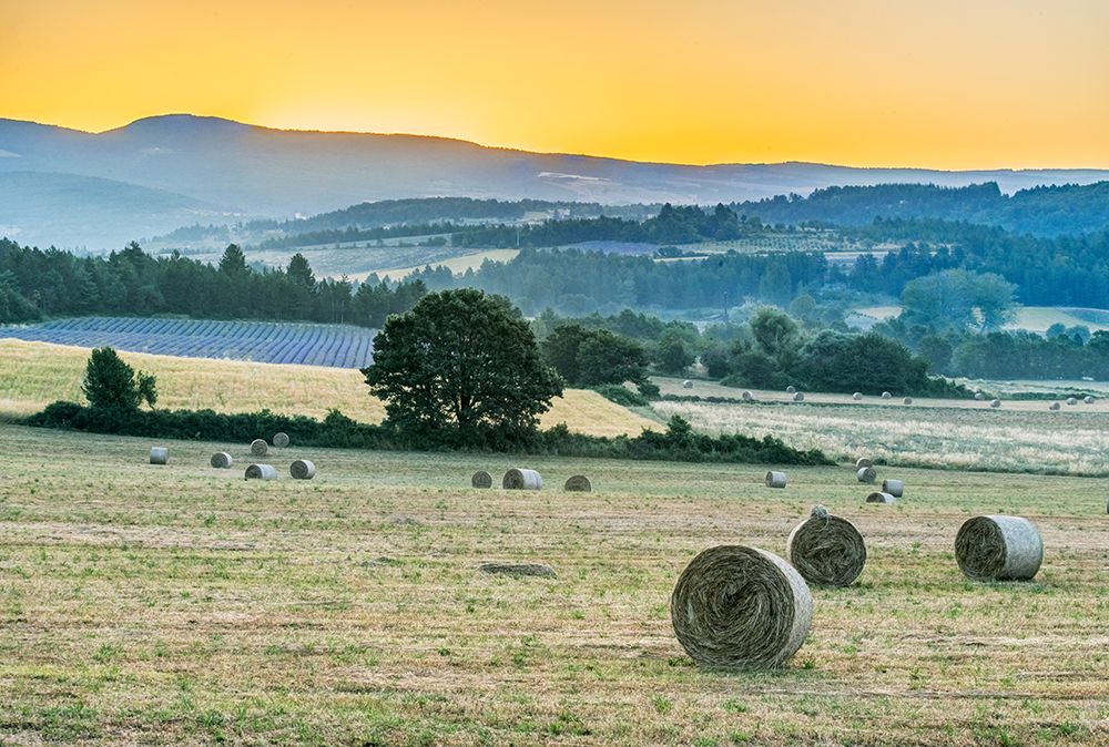 France, Provence. Hayfield sunrise near Sault art print by Rob Tilley for $57.95 CAD