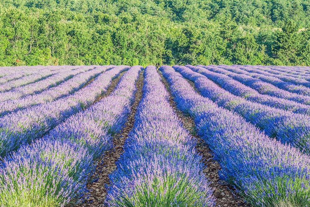 France, Provence. Lavender field near Sault art print by Rob Tilley for $57.95 CAD