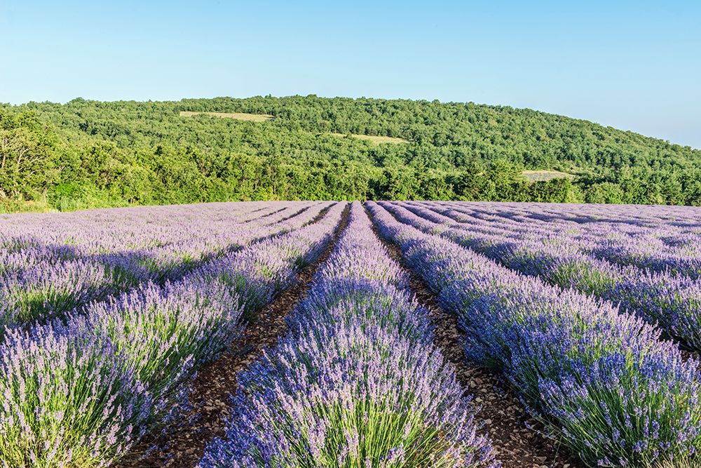 France, Provence. Lavender field near Sault art print by Rob Tilley for $57.95 CAD