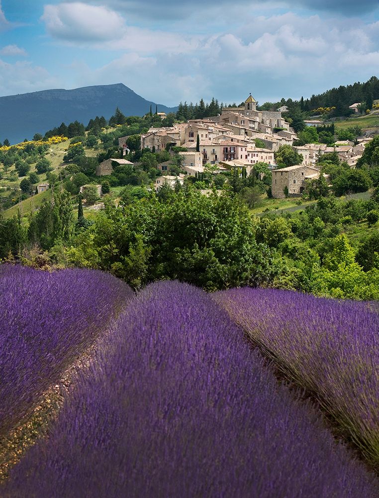 Lavender bloom near Sault in the south of France art print by Steve Mohlenkamp for $57.95 CAD
