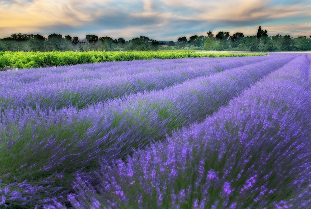 Lavender bloom near Sault in the south of France art print by Steve Mohlenkamp for $57.95 CAD