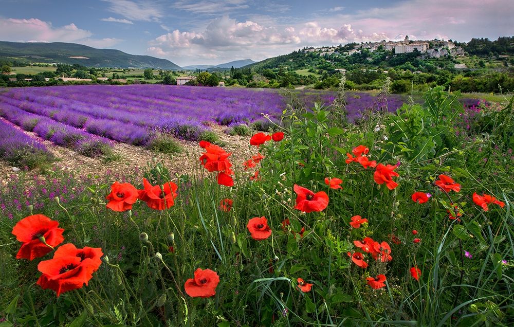 Lavender bloom near Sault in the south of France art print by Steve Mohlenkamp for $57.95 CAD