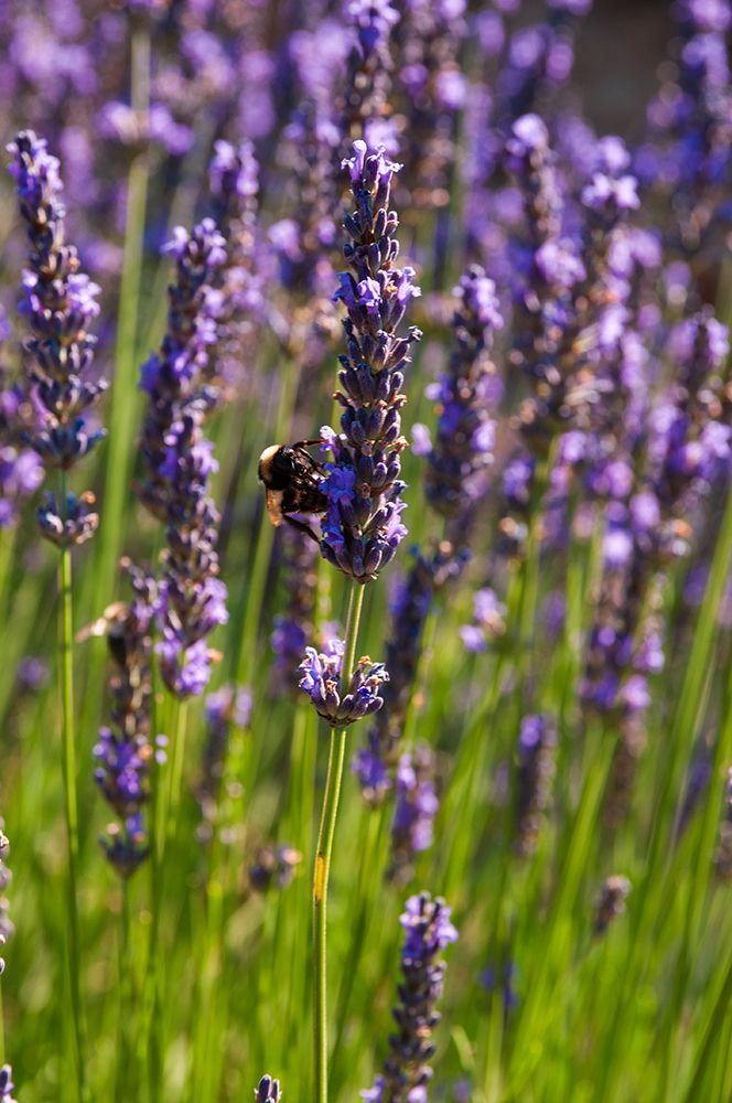 A bee sipping nectar from lavender flowers-Lavandula species Roussillon-Provence-France art print by Sergio Pitamitz for $57.95 CAD