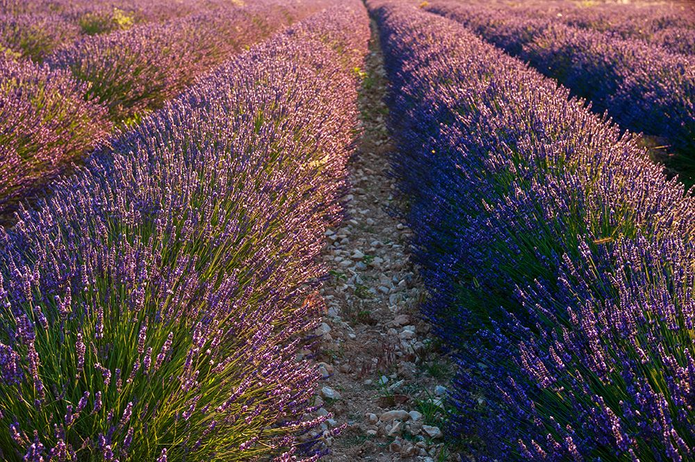 A field of Lavender-in bloom Sault-Provence-France art print by Sergio Pitamitz for $57.95 CAD