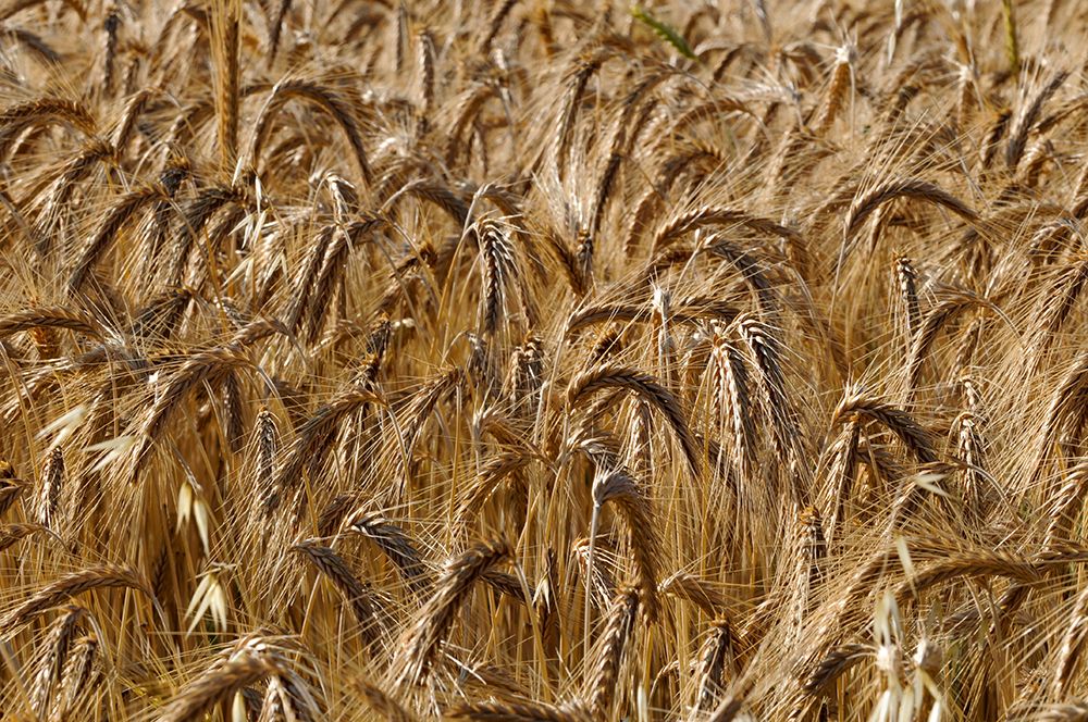 A field of ripening wheat-Triticum species Sault-Provence-France art print by Sergio Pitamitz for $57.95 CAD