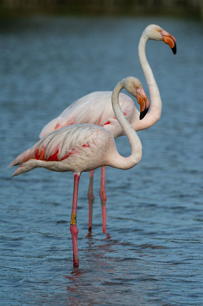 Two greater flamingos standing in water Provence Alpes Cote dAzur-France art print by Sergio Pitamitz for $57.95 CAD