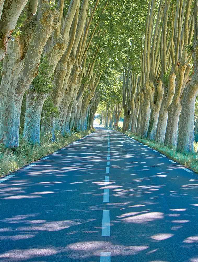 France, Provence. Backroad through tunnel of trees art print by Terry Eggers for $57.95 CAD