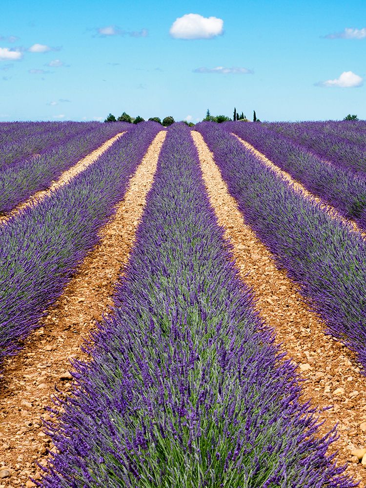 France, Provence. Lavender fields. art print by Terry Eggers for $57.95 CAD