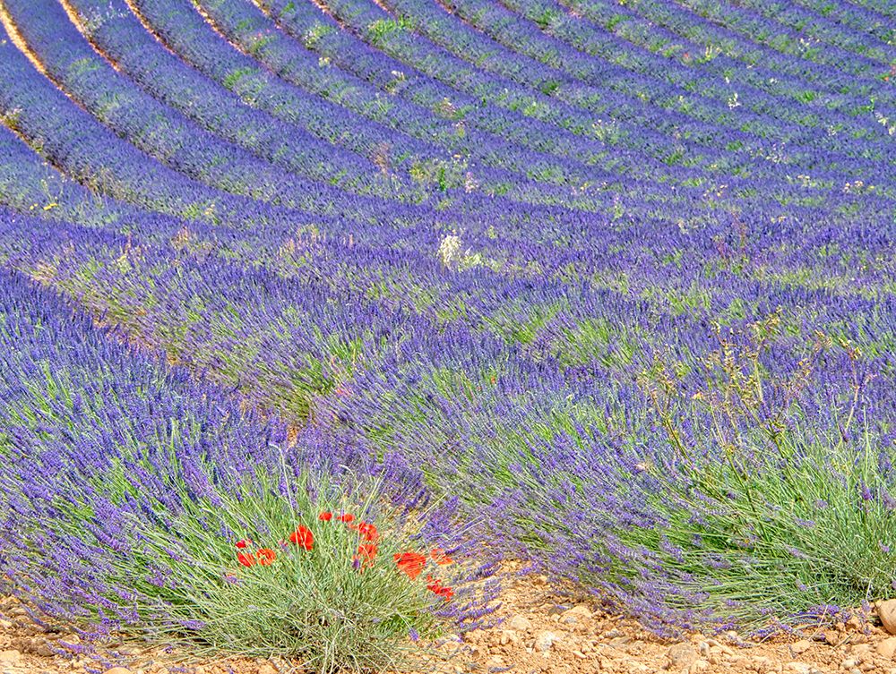 France, Provence. Lavender fields and poppies. art print by Terry Eggers for $57.95 CAD