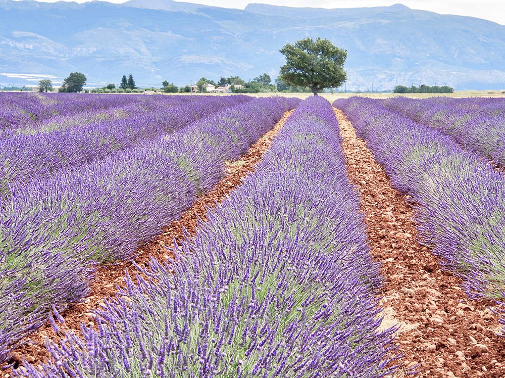 France, Provence. Lavender fields with lone tree art print by Terry Eggers for $57.95 CAD