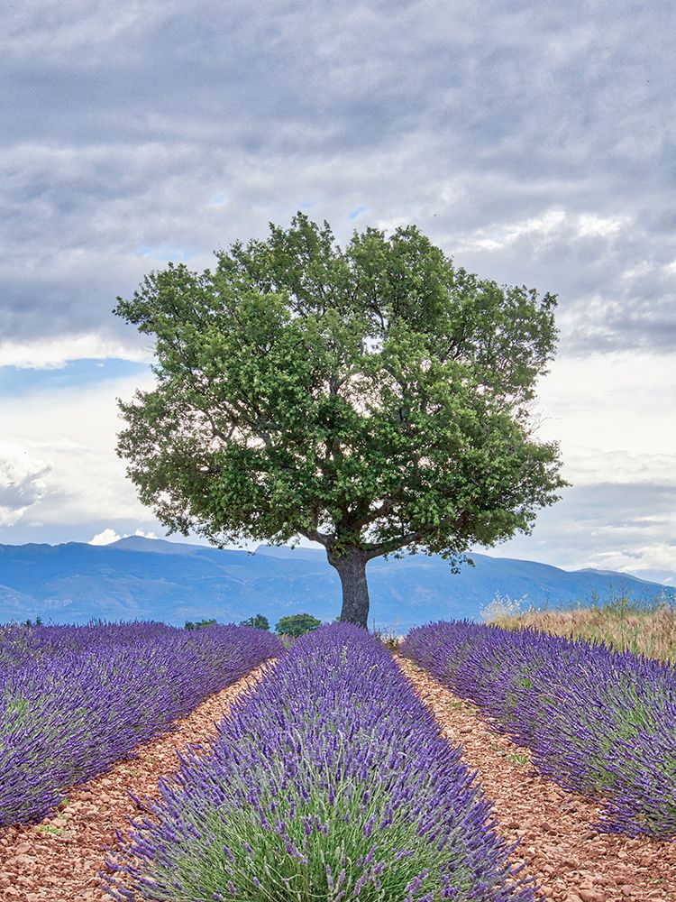 France, Provence. Lavender fields with lone tree art print by Terry Eggers for $57.95 CAD