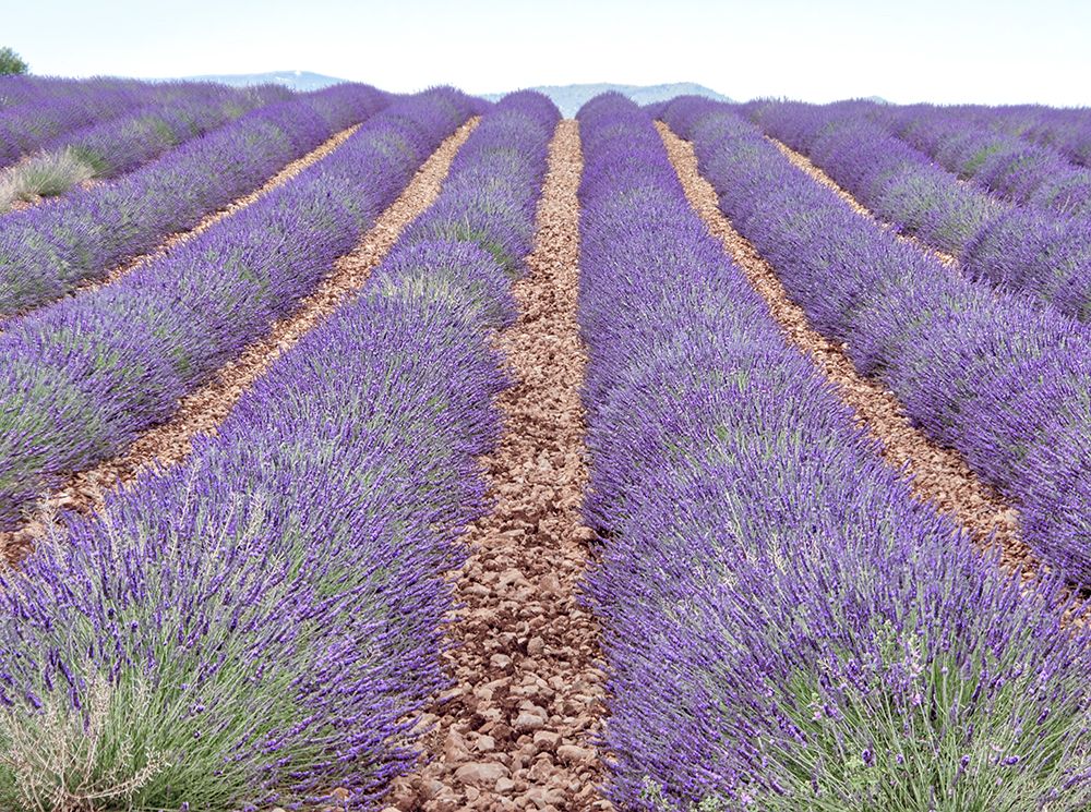 France, Provence. Lavender fields. art print by Terry Eggers for $57.95 CAD