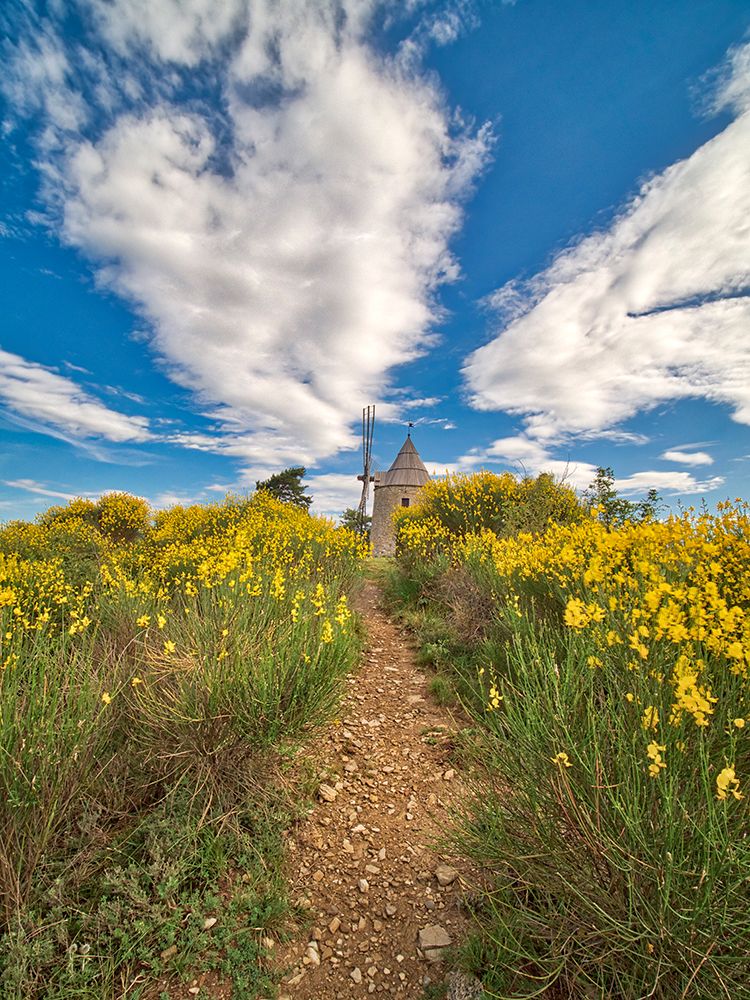 France, Provence. Montfuron Windmill (Moulin Saint-Elzear de Montfuron) with wildflowers. art print by Terry Eggers for $57.95 CAD