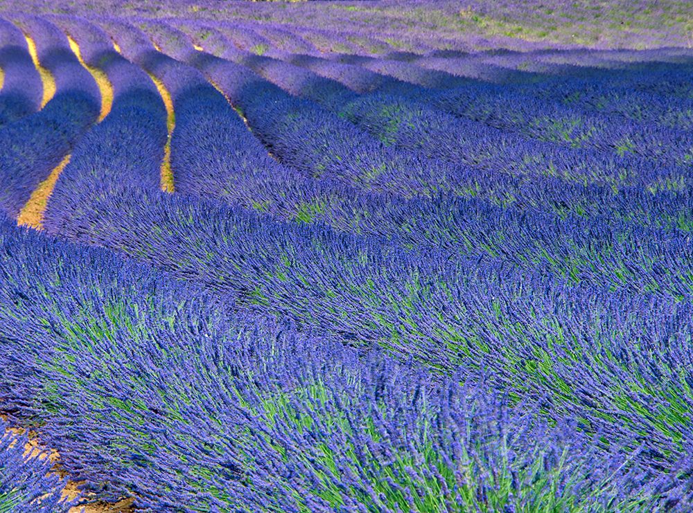 France, Provence. S-Cure pattern in the lavender art print by Terry Eggers for $57.95 CAD