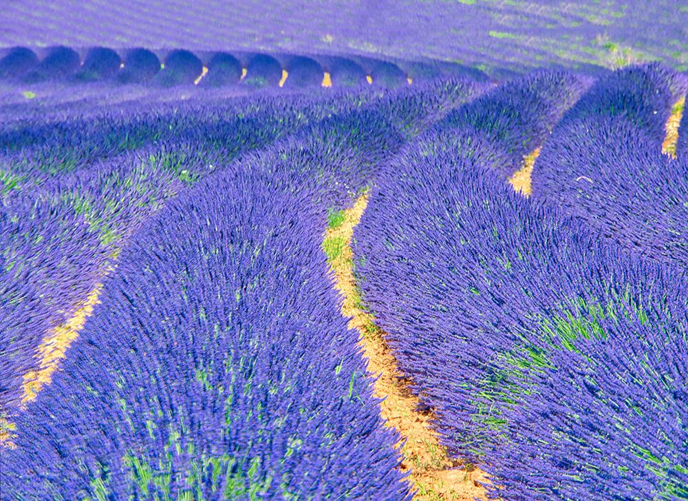 France, Provence. S-Cure pattern in the lavender art print by Terry Eggers for $57.95 CAD